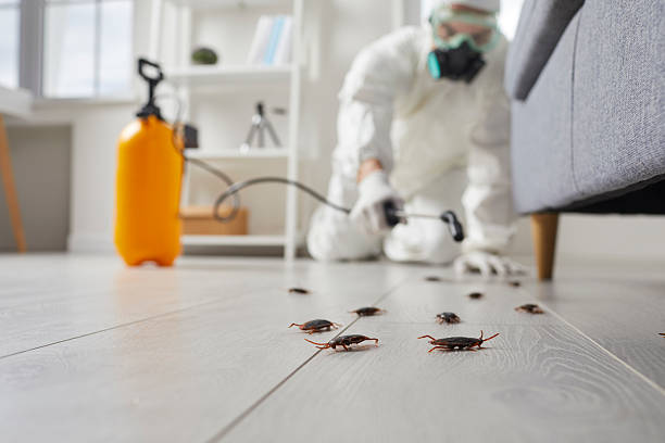 Post-Treatment Bed Bug Interceptor Monitoring in Cedar Hill